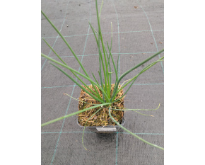 Allium schoenoprasum