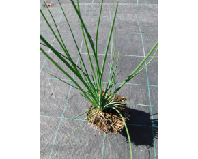 Allium schoenoprasum