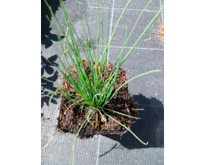 Allium schoenoprasum