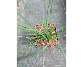 Allium schoenoprasum