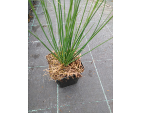Allium schoenoprasum