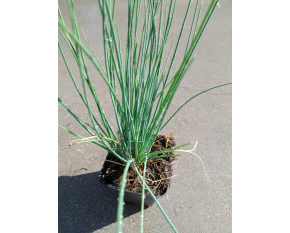 Allium schoenoprasum