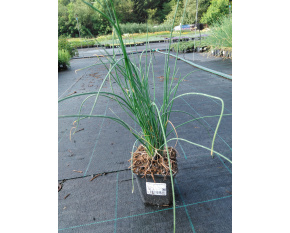 Allium schoenoprasum