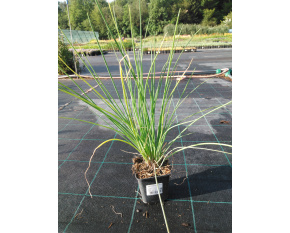 Allium schoenoprasum