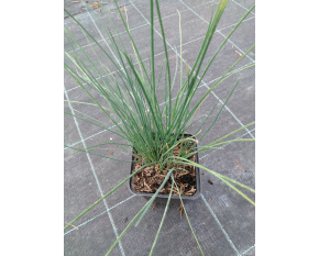 Allium schoenoprasum