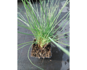 Allium schoenoprasum