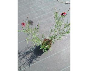 Coreopsis verticillata ‘Ruby Red’