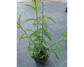 Solidago caesia