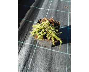 Thymus ‘Highland Cream’