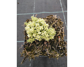 Thymus ‘Highland Cream’