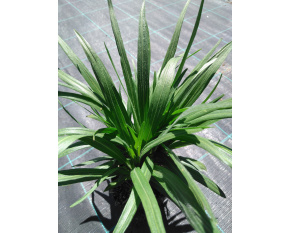 Liatris spicata