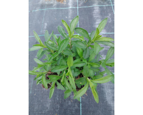Satureja montana