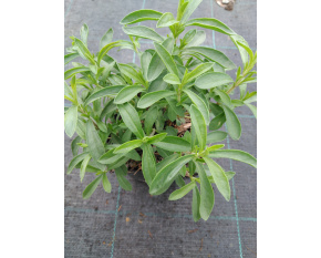 Satureja montana