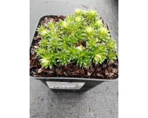 Saxifraga x apiculata ‘Gregor Mendel’