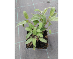Salvia officinalis
