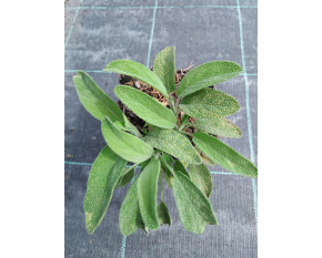 Salvia officinalis