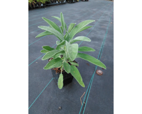 Salvia officinalis