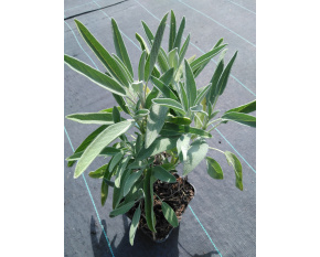 Salvia officinalis