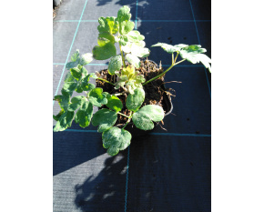 Aquilegia x caerulea ‘Spring Magic Yellow’