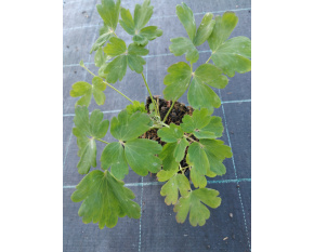 Aquilegia x caerulea ‘Spring Magic Yellow’