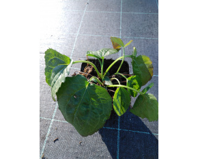 Rudbeckia sullivantii ‘Goldsturm’