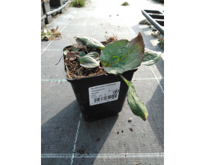 Rudbeckia sullivantii ‘Goldsturm’