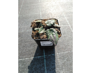 Rudbeckia sullivantii ‘Goldsturm’