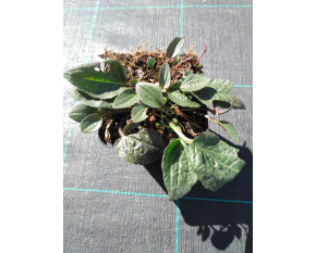 Rudbeckia sullivantii ‘Goldsturm’