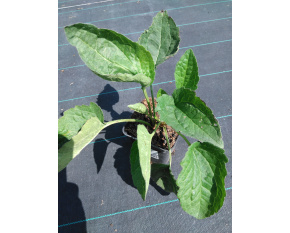 Rudbeckia sullivantii ‘Goldsturm’
