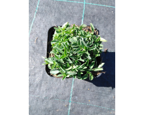 Origanum vulgare ‘Compactum’