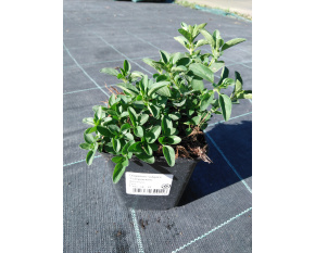 Origanum vulgare ‘Compactum’