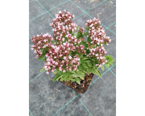 Origanum vulgare ‘Compactum’