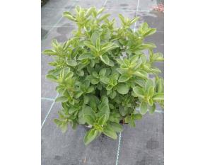 Origanum vulgare ‘Compactum’