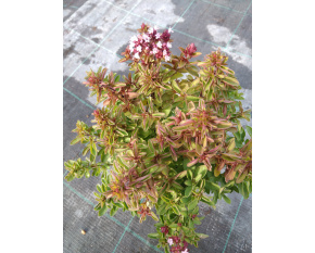 Origanum vulgare ‘Compactum’