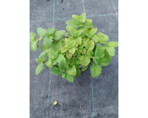 Melissa officinalis