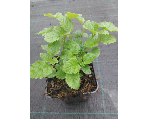 Melissa officinalis