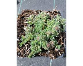 Thymus serpyllum ‘Pink Chintz’