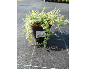 Thymus serpyllum ‘Pink Chintz’