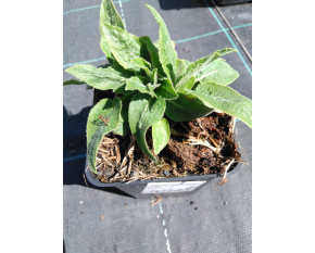 Campanula glomerata ‘Alba’