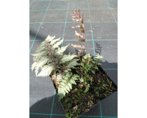 Athyrium niponicum ‘Pictum’