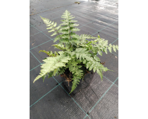 Athyrium niponicum ‘Pictum’