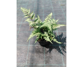 Athyrium niponicum ‘Pictum’