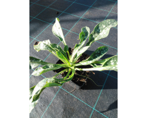 Pulmonaria angustifolia ‘Twinkle Toe’