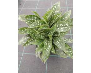 Pulmonaria angustifolia ‘Twinkle Toe’