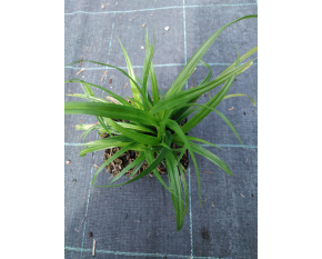 Carex pendula