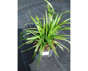 Carex pendula