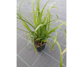 Carex pendula