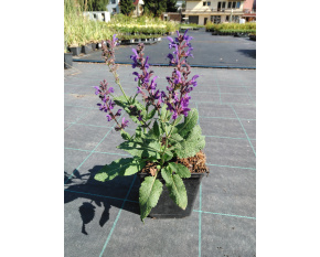 Salvia nemorosa ‘Viola Klose’