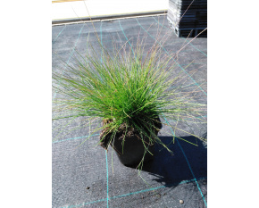 Festuca ‘Walberla’