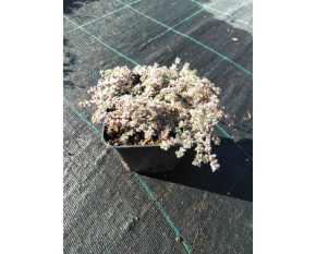 Thymus praecox v. pseudolanuginosus